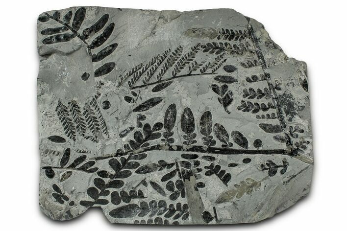 Carboniferous Fossil Fern (Odontopteris) Frond Plate - France #334682
